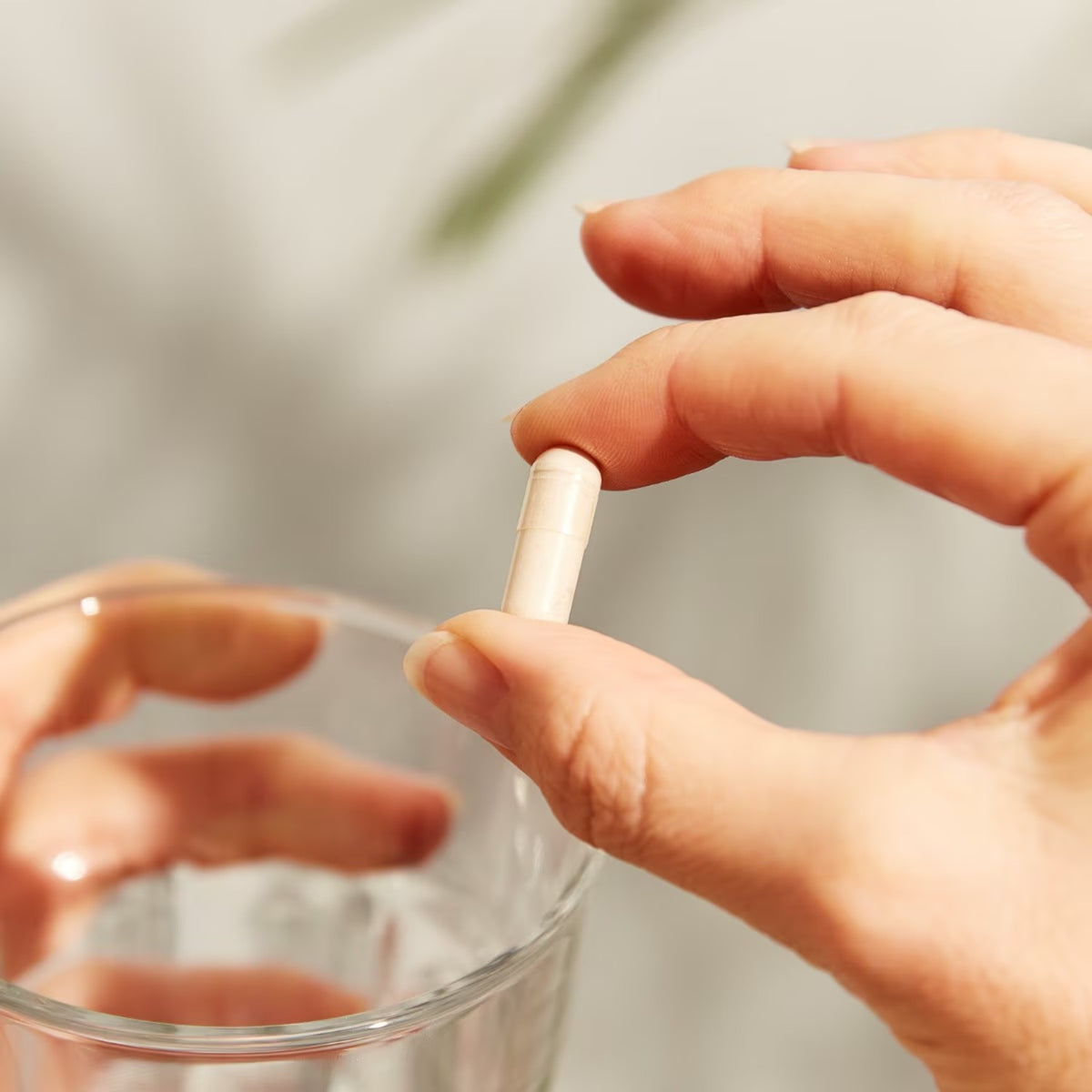 Solgar Psyllium Fibra de Cáscara 500 mg 200 Cápsulas Vegetales en uso